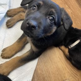 German Shepherd Puppies from Dady Shepherds