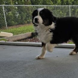 CKC Mila ($750) - Australian Shepherd puppy from Ashe's Aussies