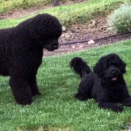Portuguese Water Dog Puppies from Chien D’Eau Portuguese Water Dogs