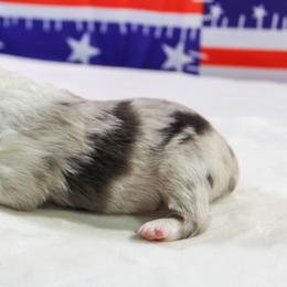 Indigo - Blue merle female Miniature Australian Shepherd puppy in Bauxite, Arkansas from J & B Mini Aussies