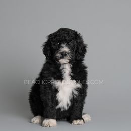 Bernedoodle and Goldendoodle Puppies from Beach Creek Kennel