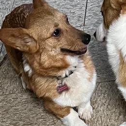 Raquel - Red female Pembroke Welsh Corgi puppy in Boonville, Indiana from M&J Country Kennels