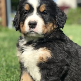 Bernese Mountain Dog and Pembroke Welsh Corgi Puppies from Highland Meadows