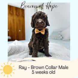 Ray - Chocolate male Goldendoodle puppy in Montgomery, Texas from Dacus Doodles