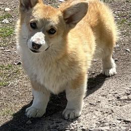 Lucy - Pembroke Welsh Corgi