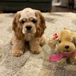 Cocker Spaniel Puppies from Hallmark Cocker Spaniels