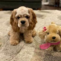 Cocker Spaniel Puppies from Hallmark Cocker Spaniels