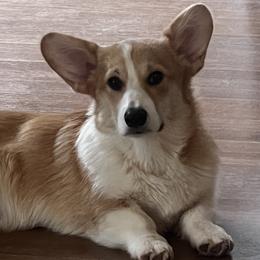 Pembroke Welsh Corgis from Linda Delarios