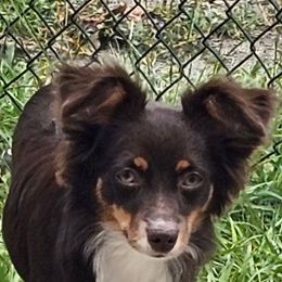 Sadie - Toy Australian Shepherd