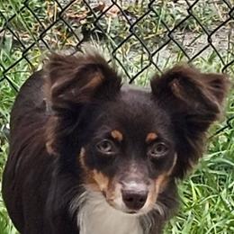 Sadie - Toy Australian Shepherd