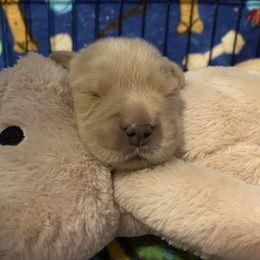 Golden Retriever and Siberian Husky Puppies from Nevani Goldens & Siberians