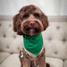 Griffin - Goldendoodle