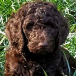 Bearded Retrievers from Georgia Doodle Dogs