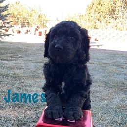 Goldendoodle Puppies from AZ Stickerdoodles