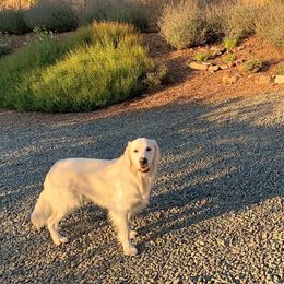 Golden Retriever All Grown Up from Brownfield’s English Cream Golden Retrievers