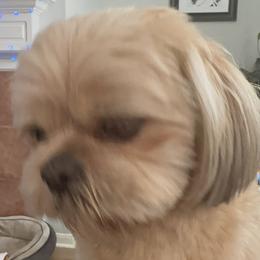 Chewie - Shih Tzu