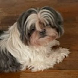 Shih Tzus and Shorkies from Joann's Pups