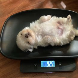 Popcorn - Cream male Pomeranian puppy in Cle Elum, Oregon from Damore's Prized Poms