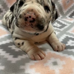Great Dane Puppies from Guilty Pleasure Great Danes