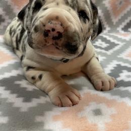 Great Dane Puppies from Guilty Pleasure Great Danes
