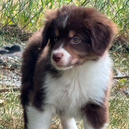 Tally - Red tri-color female Miniature American Shepherd puppy in Cheney, Washington from Serene Prairie K9
