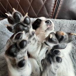Bandit - Blue speckled male Australian Cattle Dog puppy in Reed Point, Montana from Heelers and Highlands