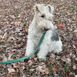 Benet - White black and tan female Wire Fox Terrier puppy in Timberlake, North Carolina from Lyndon Meadow Farm