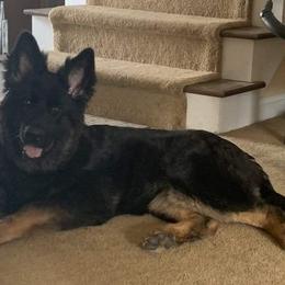 German Shepherd Puppies from EshelmanSchwitz German Shepherd Dogs