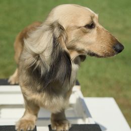 Oliver - Cream male Dachshund puppy in Zephyrhills, Florida from Dapper Doxies