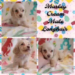 Marley - Cream male Dachshund puppy in Hudson, Michigan from Mittentail Kennel Miniature Dachshunds & Australian Shepherds