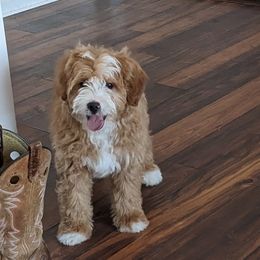 Bernedoodles from Bantry Bay Bernedoodles