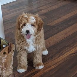 Bernedoodles from Bantry Bay Bernedoodles
