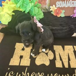 Miniature Schnauzers from S&D miniature schnauzers in OKC