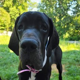 Great Dane and Yorkshire Terrier Puppies from Chuck City Danes