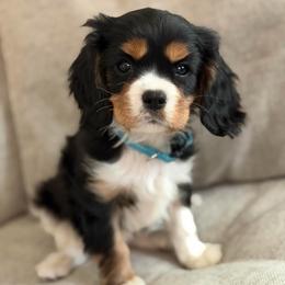 Han - Tri-color male Cavalier King Charles Spaniel puppy in Fontana, California from Magical Cavaliers