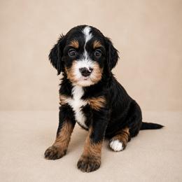 Lady - Black and tan female Cavapoo puppy in Floyd, Virginia from Hearts and Paws Poodles and Doodles