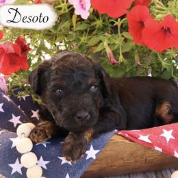 Miniature Schnauzer and Poodle Puppies from Crystal Rose Canines