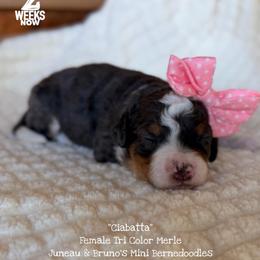 Ciabatta - Blue merle female Bernedoodle puppy in Orange, Texas from Walk with Me Doodles