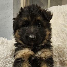 Mr Green - Black and red male German Shepherd puppy in Newaygo, Michigan from Sterley Shepherds