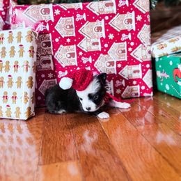Australian Shepherd puppies from Rocky Top Paws