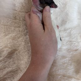 Morticia - Black and tan female Dachshund puppy in Osage, Oklahoma from Vandruff Creek Mini Dachshunds