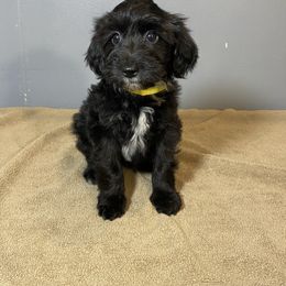 Boy 3 - Black male Poodle puppy in Oneida, Tennessee from Pippa’s Promise