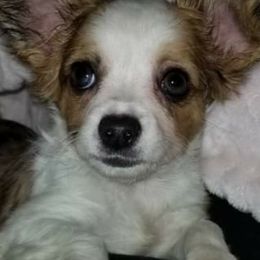 Chihuahuas from Hamby's Chihuahua's