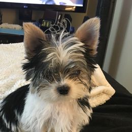 Mickey - Yorkshire Terrier