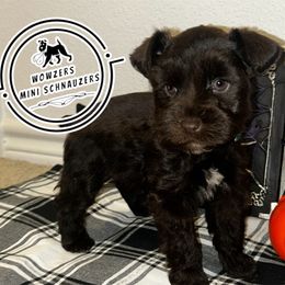 Hunter - Liver male Miniature Schnauzer puppy in Conroe, Texas from Wowzers Mini Schnauzers