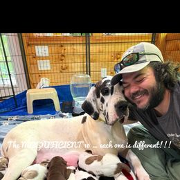 Leisel - Great Dane