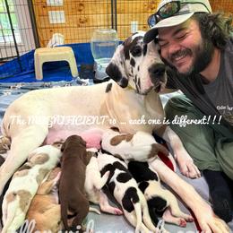 Leisel - Great Dane