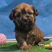 Mareo - Brindle and white male Shorkie puppy in Aurora, Missouri from KnJ Precious Paws LLC