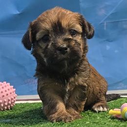 Mareo - Brindle and white male Shorkie puppy in Aurora, Missouri from KnJ Precious Paws LLC