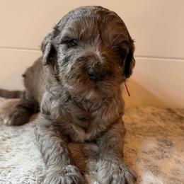 Red Collar Girl - Blue merle female Bernedoodle puppy in San Augustine, Texas from Vintage Doodles